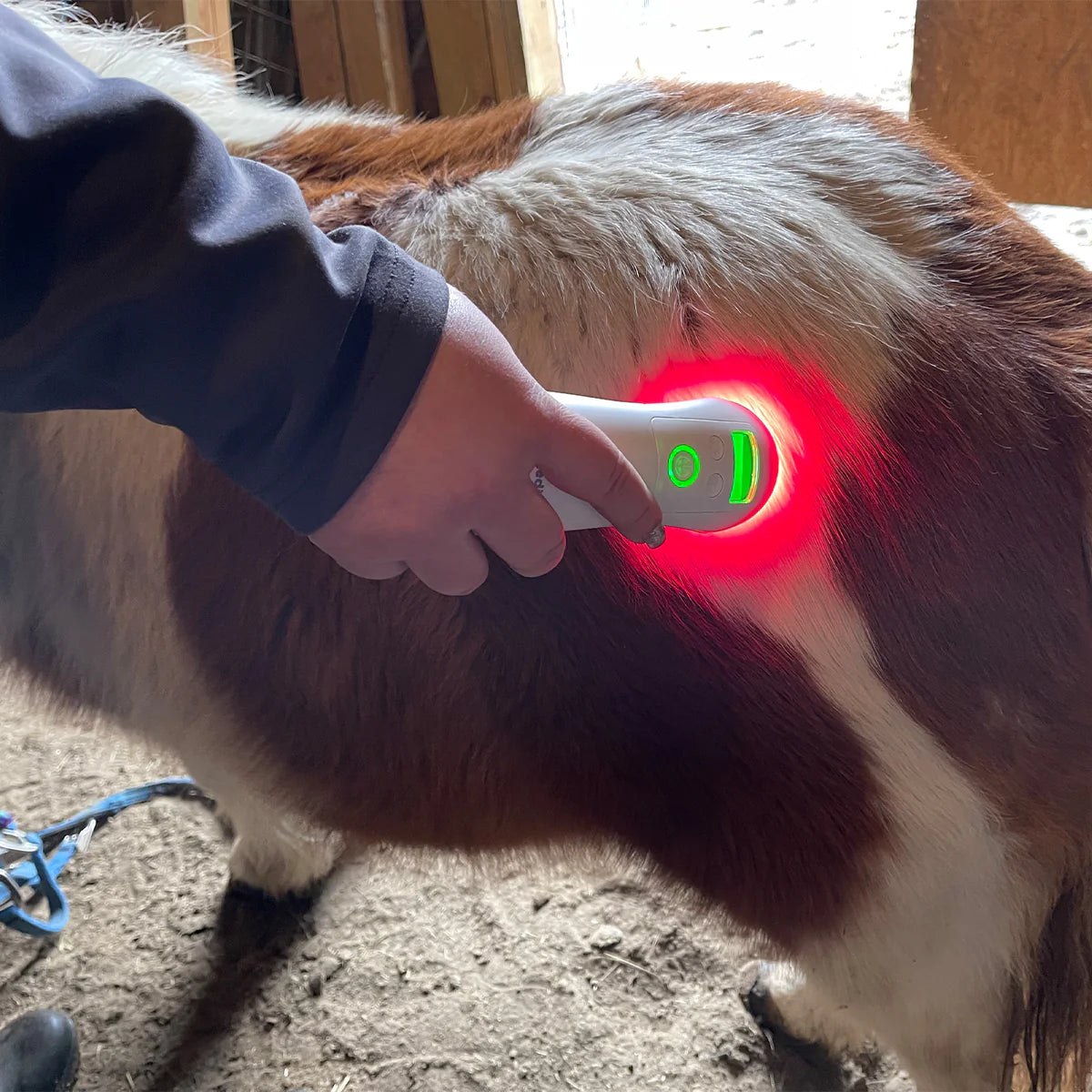 Cold Laser Therapy Device for Pets