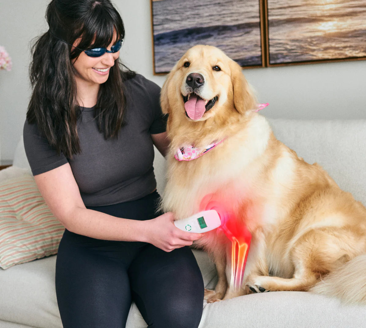 Cold Laser Therapy Device for Pets